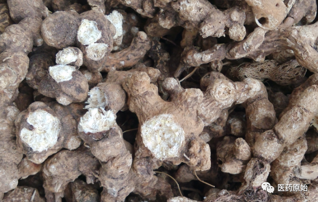 Identifying Atractylodes