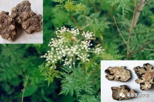 Guide to the Use of Chuanxiong (Ligusticum Chuanxiong)