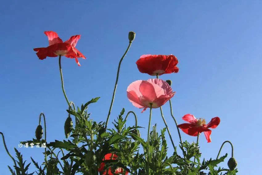 Weekly Herb Spotlight | Safflower