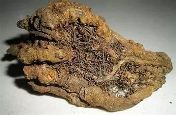 Coptis Chinensis (Traditional Chinese Medicine Encyclopedia, Chinese Materia Medica)