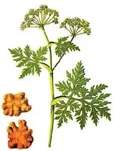 Daily Herb: Chuanxiong (Ligusticum chuanxiong)