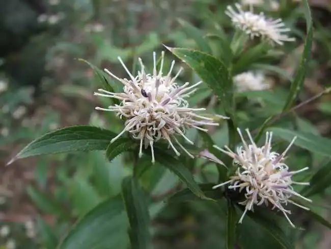Daily Herb 182: Atractylodes - The Sacred Herb for Drying Dampness and Strengthening the Spleen