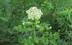 Daily Learning of a Chinese Herb: Angelica Sinensis