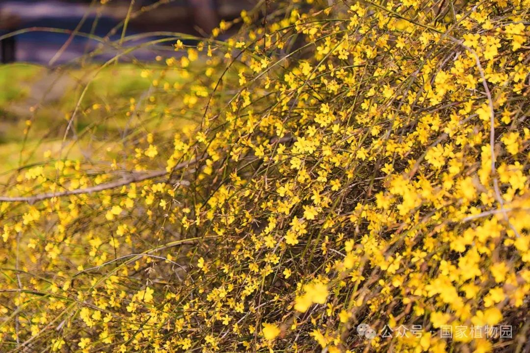 Spring or Forsythia? Distinguishing Their True Appearance