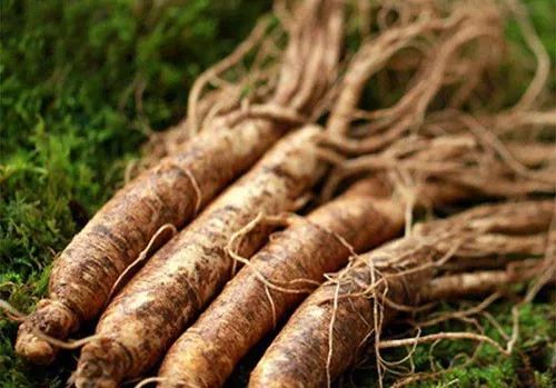 What Are the Methods of Consuming Fresh Ginseng? The Benefits of Fresh Ginseng That Many People Need!