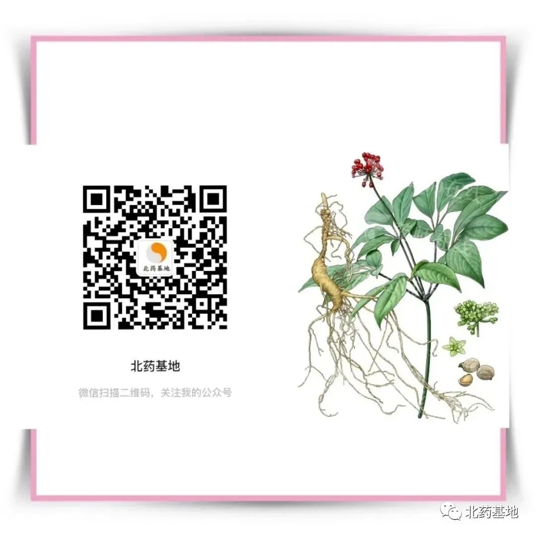 Ginseng | A Comprehensive Guide to Classification