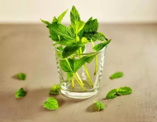 Understanding Wind-Cold and Wind-Heat Colds in Traditional Chinese Medicine