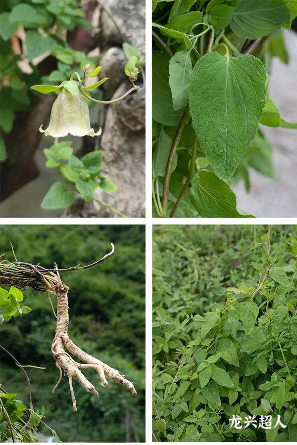 Comprehensive Identification of Codonopsis (Dang Shen): Analysis of Sulfur Fumigation, Origin, Quality, Habitat, Product Specifications, and Production Conditions