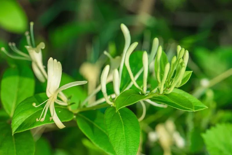 The Medicinal Properties of Honeysuckle (Jin Yin Hua) in Traditional Chinese Medicine
