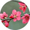 Common Herbs for Clearing Heat and Detoxification