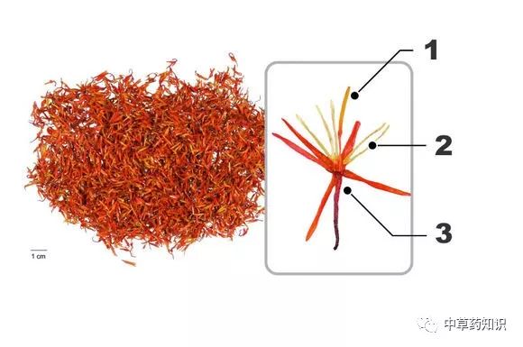 Knowledge of Chinese Herbal Medicine: Safflower