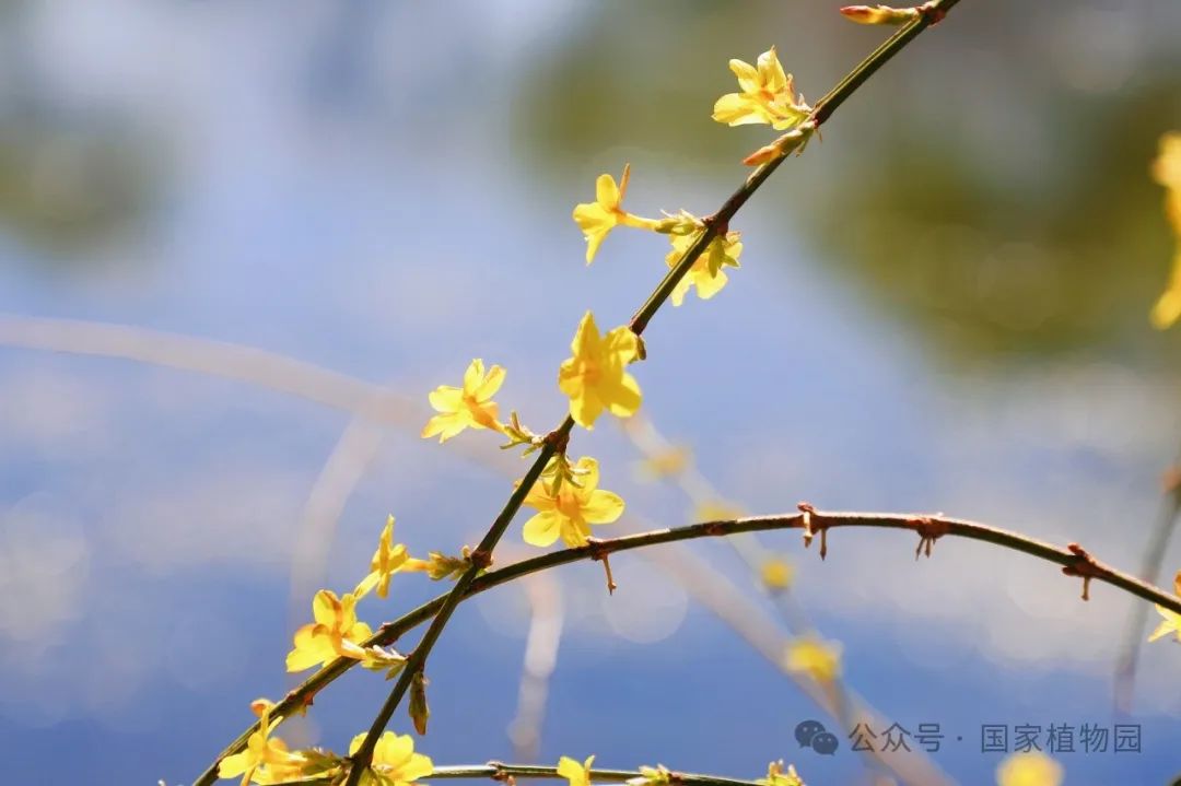 Spring or Forsythia? Distinguishing Their True Appearance