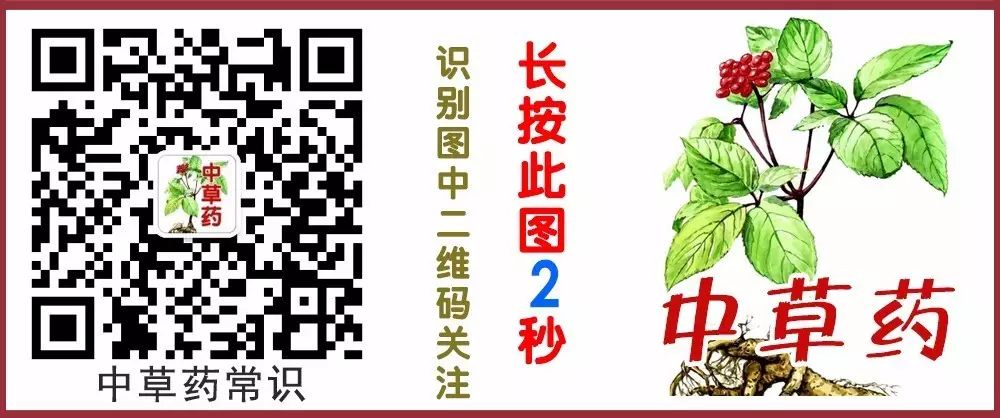 The Efficacy and Functions of Shudi Huang (Rehmannia Glutinosa) — Knowledge of Chinese Herbal Medicine