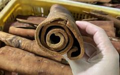 Returning Fire to the Origin - Cinnamon