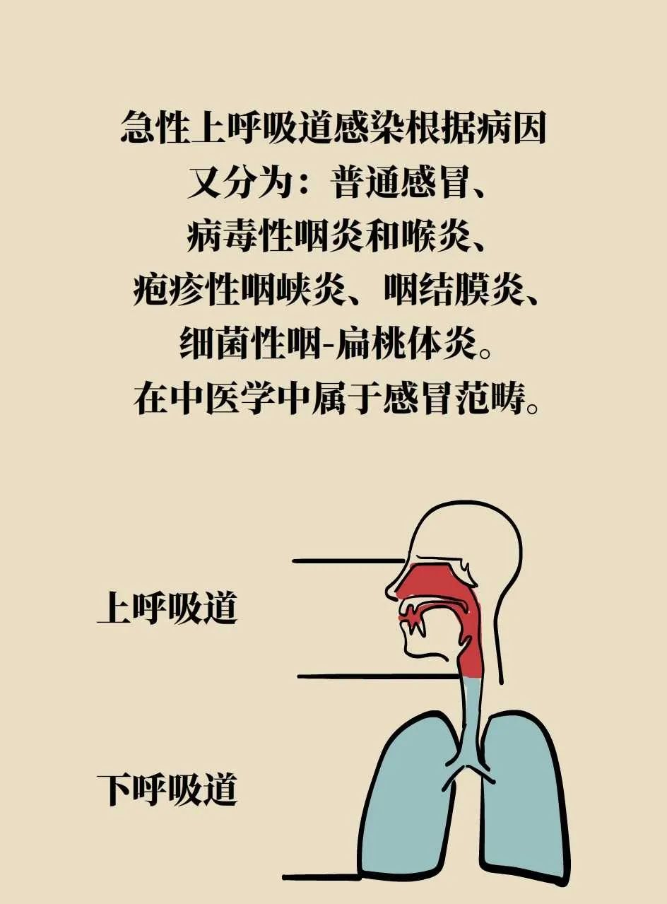 Distinguishing Between Wind-Heat and Wind-Cold Colds in Traditional Chinese Medicine: Treatment Approaches