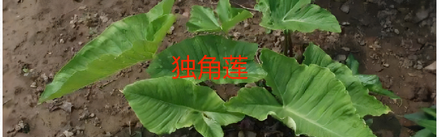 Understanding the Differences Between Fuzi and Baifuzi in Traditional Chinese Medicine