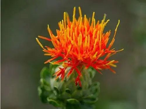 Understanding Chinese Herbal Medicine: Safflower (Honghua)