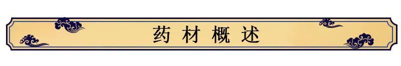 Introduction to Jin Yin Hua (Honeysuckle Flower)