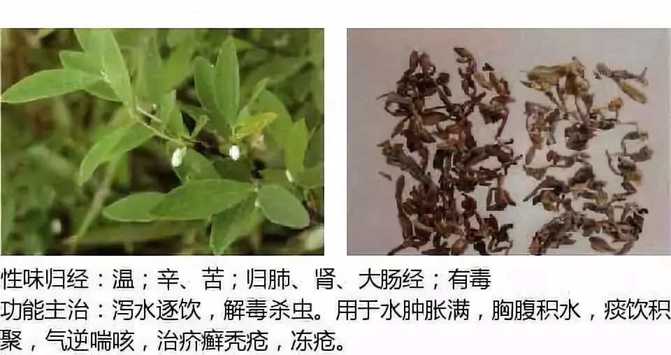 500 Illustrations of Chinese Medicinal Herbs with Efficacy and Indications (Part 1)