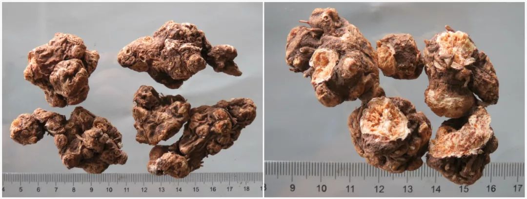 A Comprehensive Guide to Atractylodes (Cang Zhu)