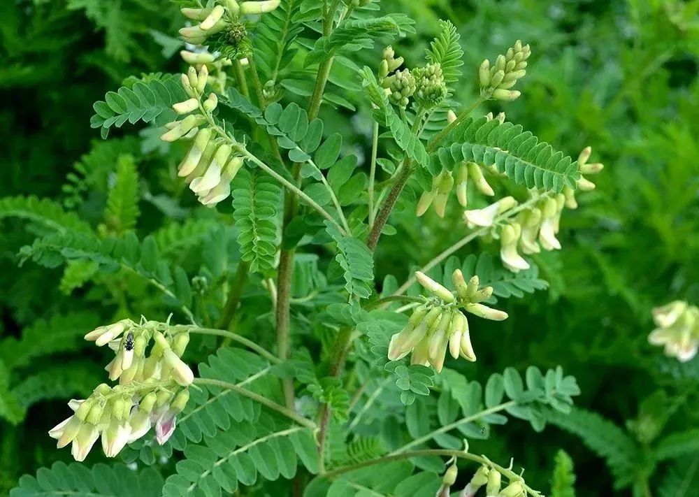 Traditional Chinese Medicine Overview - Astragalus