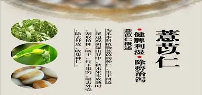 The Charm of Coix Seed | Yiyiren