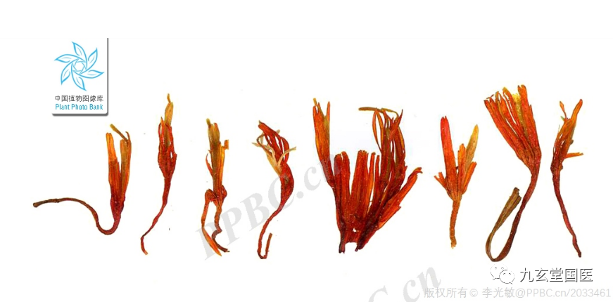 Traditional Chinese Medicine: The Properties and Uses of Honghua (Safflower)