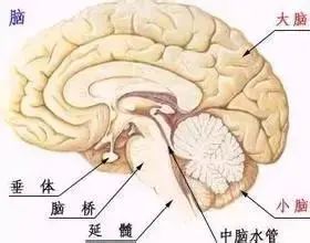 Holographic Diagnosis in Traditional Chinese Medicine: Observation, Pulse Diagnosis, and Mapping