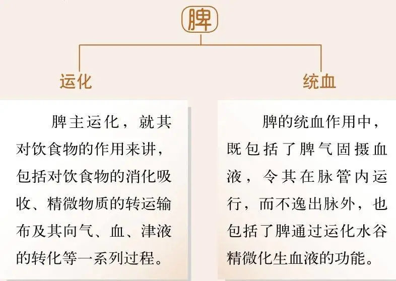 Foundations of Traditional Chinese Medicine: Functions of the Five Organs and Six Bowels