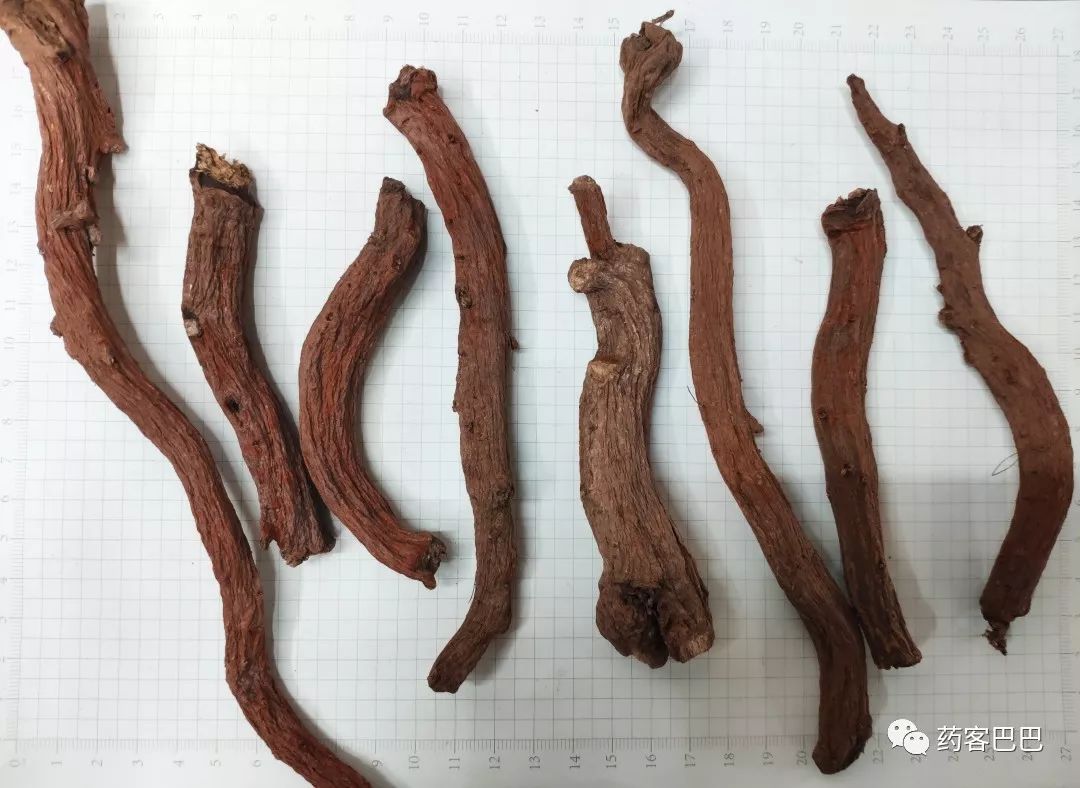 In-Depth Understanding of Dan Shen (Salvia miltiorrhiza)