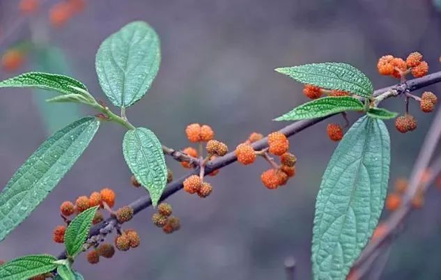 This Herb Treats Malnutrition, Rheumatic Pain, and Cough!