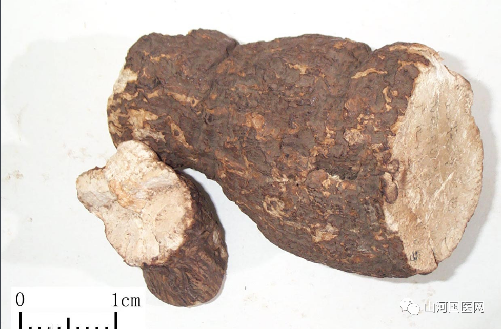 Poria Cocos: A Comprehensive Overview