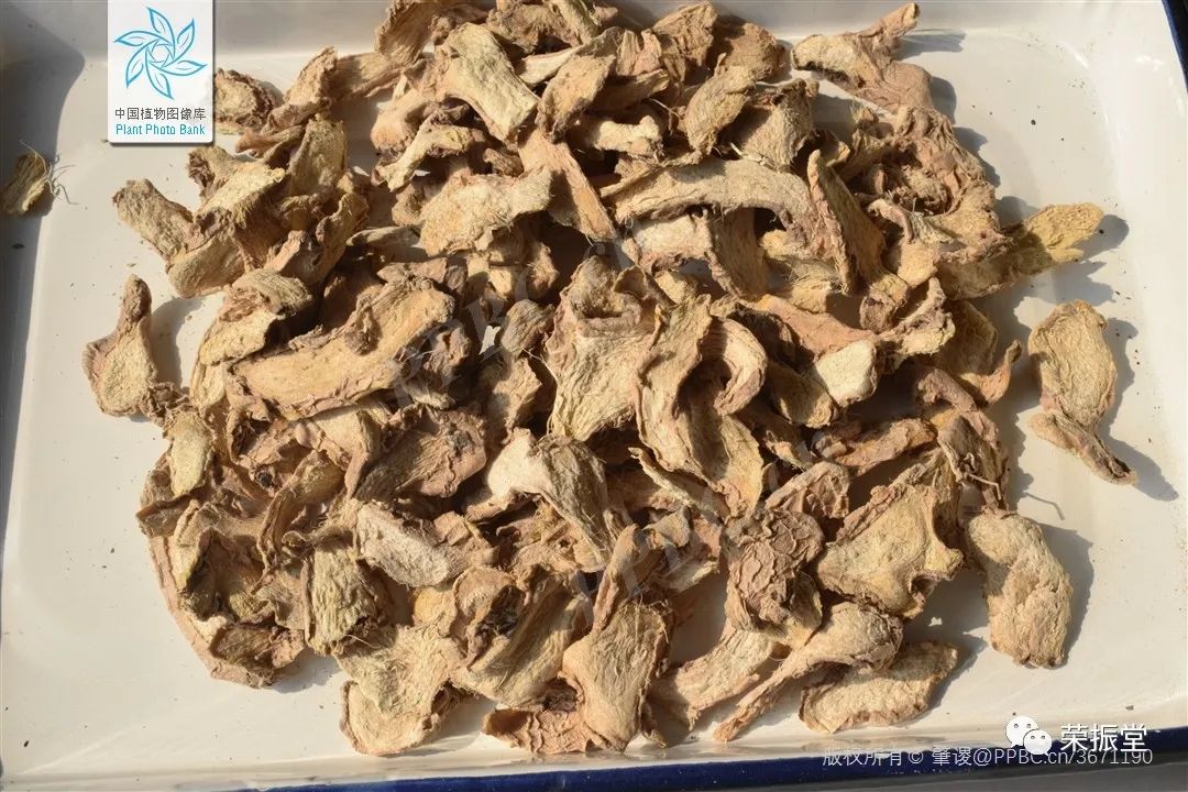 A Detailed Discussion on Chinese Medicine | Dried Ginger