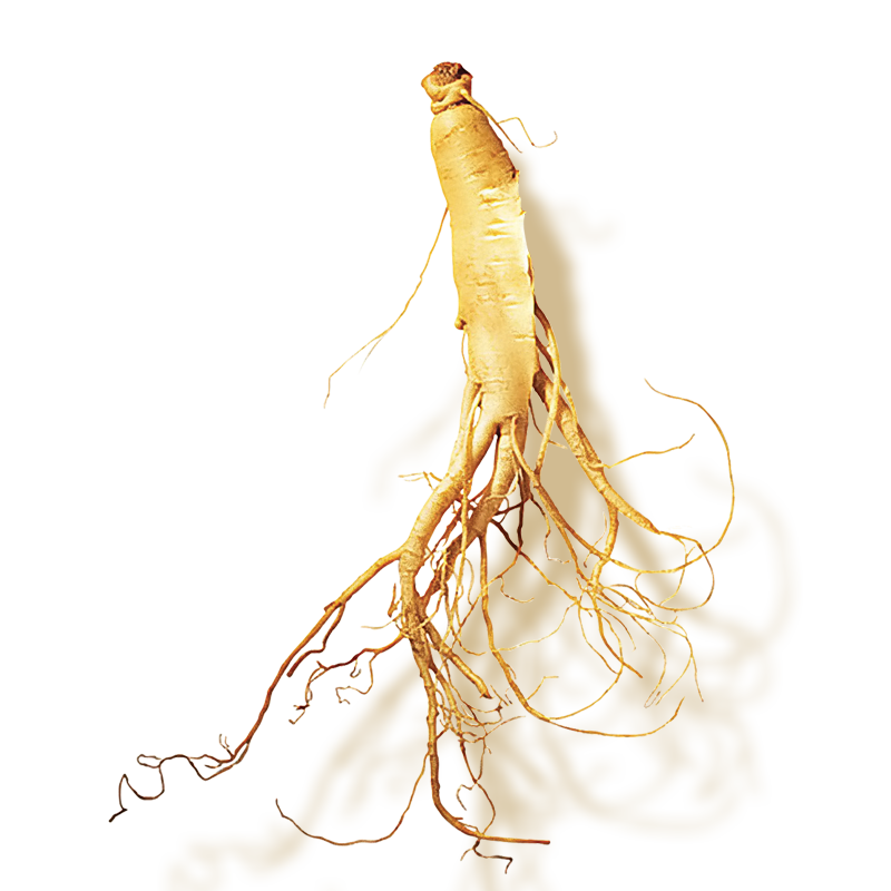 Overview of Ginseng