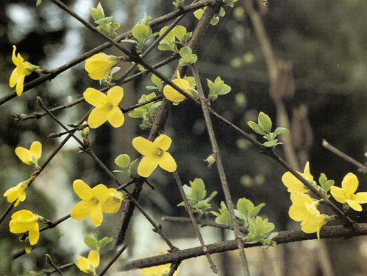 The Authentic Medicinal Material of Lian Qiao (Forsythia Suspensa)