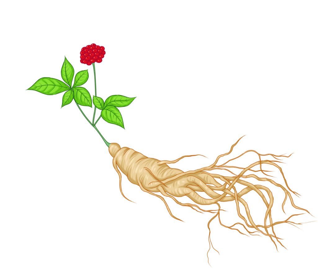 The Powerful Benefits of Ginseng: Unfortunately, 99% of People Consume It Incorrectly!