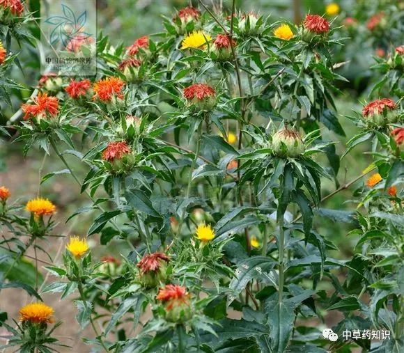 Traditional Chinese Medicine Herb: Safflower (Honghua)
