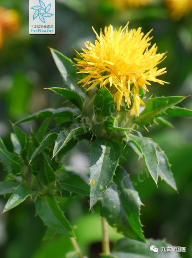 Traditional Chinese Medicine: The Properties and Uses of Honghua (Safflower)