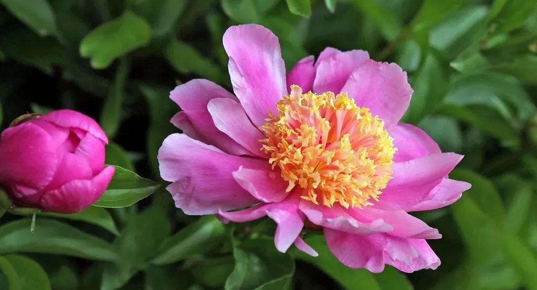 Bai Shao: The Sacred Herb for Liver Nourishment in Spring, Benefiting the Liver and Spleen, Nourishing Blood and Regulating Liver Qi