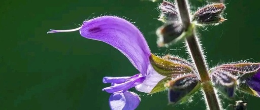 A Story Behind Each Herb: Dan Shen - The 'Vascular Cleaner' That Melts Stagnation Like Spring Water