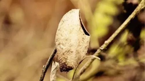 Efficacy of Er Chen Tang with Angelica for Night Cough Treatment