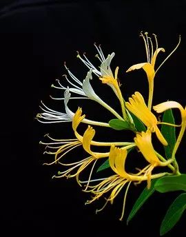 Understanding Jin Yin Hua (Honeysuckle Flower) in Traditional Chinese Medicine