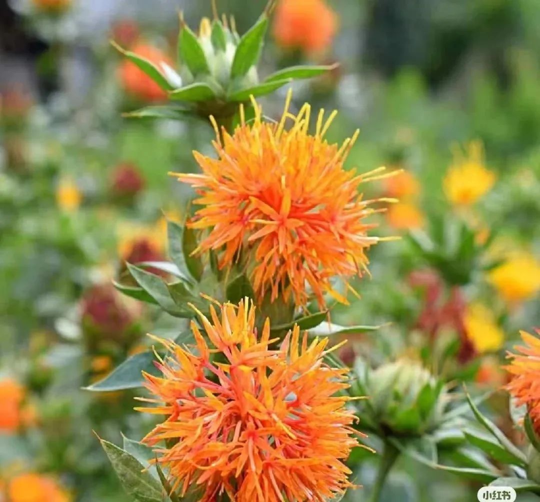 The Benefits of Safflower: Foot Soaks, Wine Infusions, and Treatment for Injuries and Cardiovascular Diseases