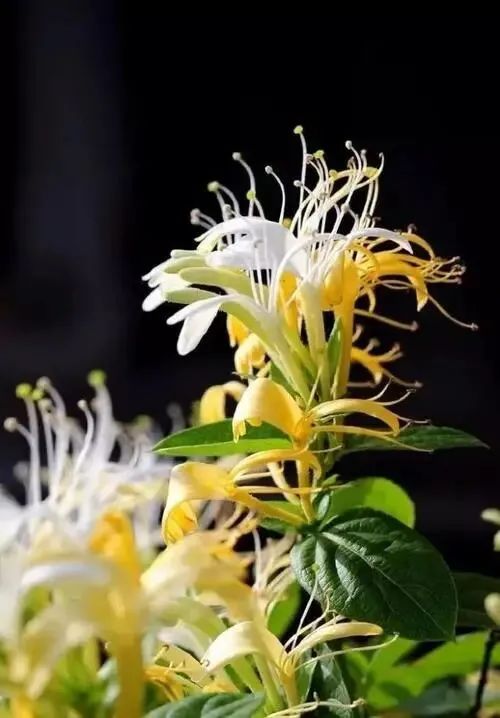 Understanding Jin Yin Hua (Honeysuckle) in Traditional Chinese Medicine