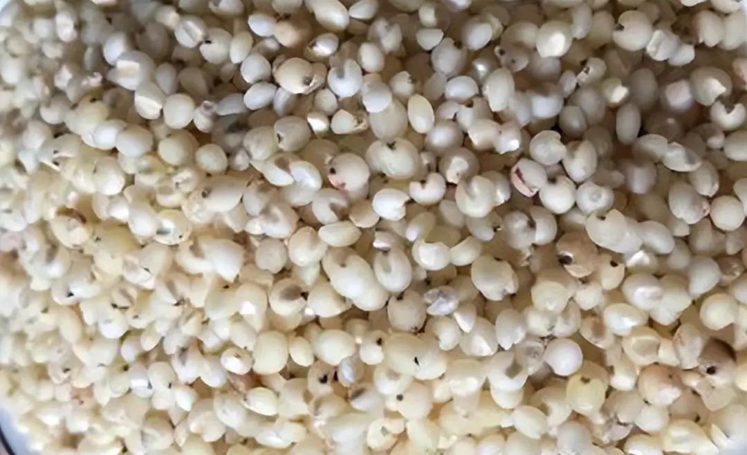Identification of Coix Seed (Yi Yi Ren)