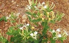 The Efficacy and Functions of Honeysuckle: Best Combinations for Use
