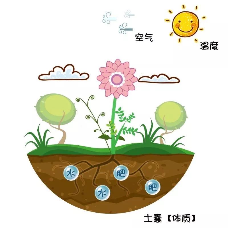 Understanding the Nine Constitutions in Traditional Chinese Medicine: The Harmonious Constitution