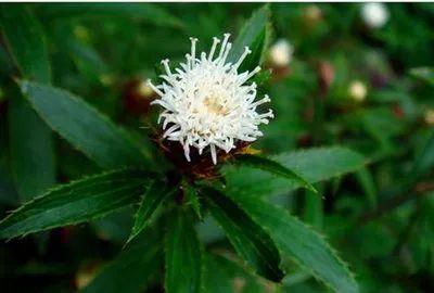 Aromatic Chinese Medicinal Herbs