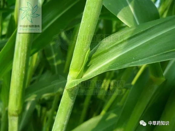 Chinese Herbal Medicine: Coix Seed (Yi Yi Ren)