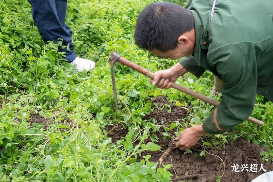Comprehensive Identification of Codonopsis (Dang Shen): Analysis of Sulfur Fumigation, Origin, Quality, Habitat, Product Specifications, and Production Conditions